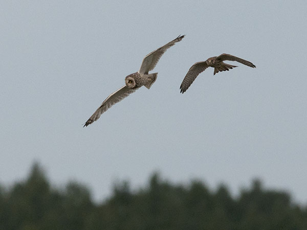 Suopöllö, Short-eared Owl, Asio flammeus